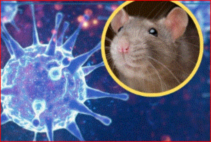 OMS- hantavirus- Crucero- Argentina- roedores-