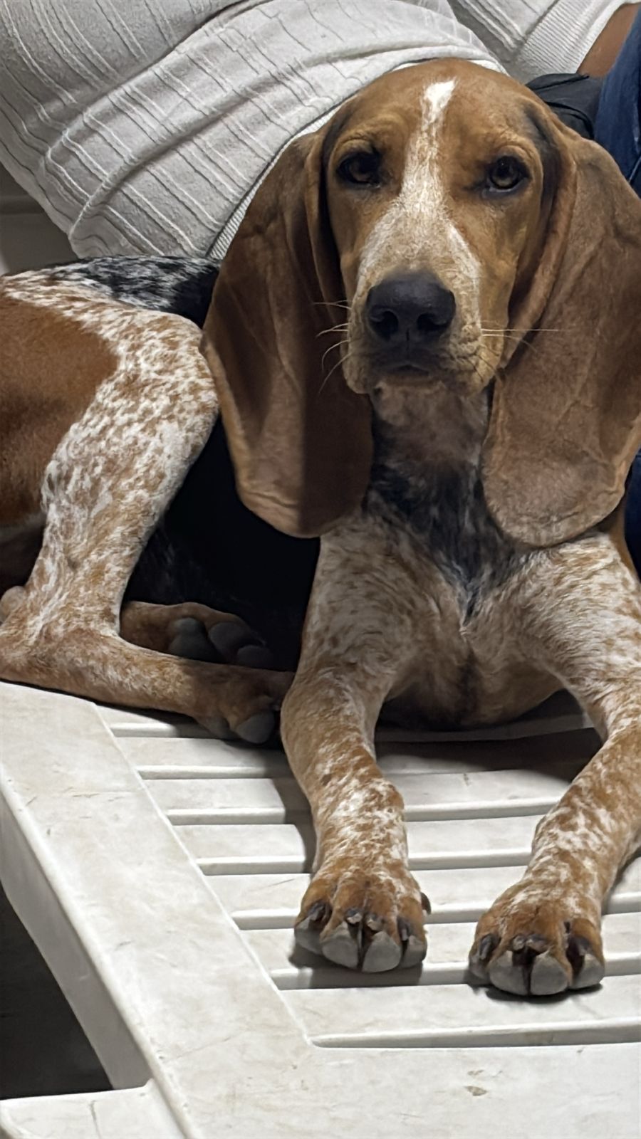 La muerte de mascotas en Colombia se ha convertido en una problemática creciente que preocupa tanto a autoridades como a organizaciones defensoras de animales. El aumento del abandono, el maltrato y la falta de control sobre animales en condición de calle están generando un escenario crítico en distintas regiones del país.