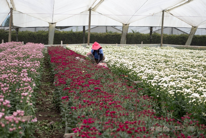 Dia de La Madre- Plan Pétalo Asocolflores-