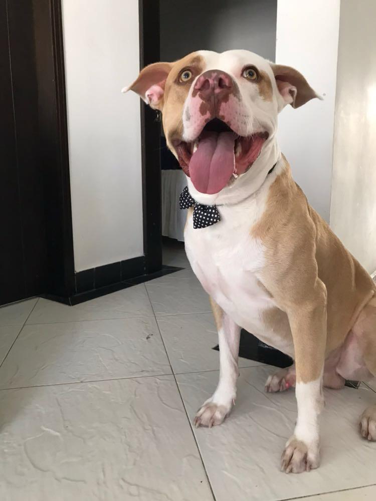 Cada vez más personas consideran a sus mascotas como miembros reales de la familia. No se trata solo de cariño momentáneo: es un vínculo profundo que se construye con el tiempo y la convivencia diaria. Este fenómeno tiene explicaciones emocionales, psicológicas y sociales que ayudan a entender por qué perros, gatos y otros animales ocupan un lugar tan importante en el hogar.