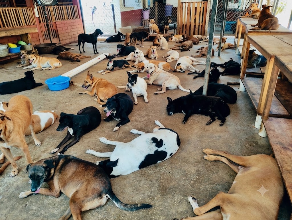 LLUVIAS AMENAZAN REFUGIO CANINO