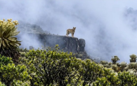 La inesperada aparición de un puma en Boyacá reabre el debate sobre el fracking