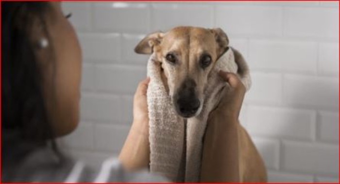 animales- dermatitis- pulgas- íel-
