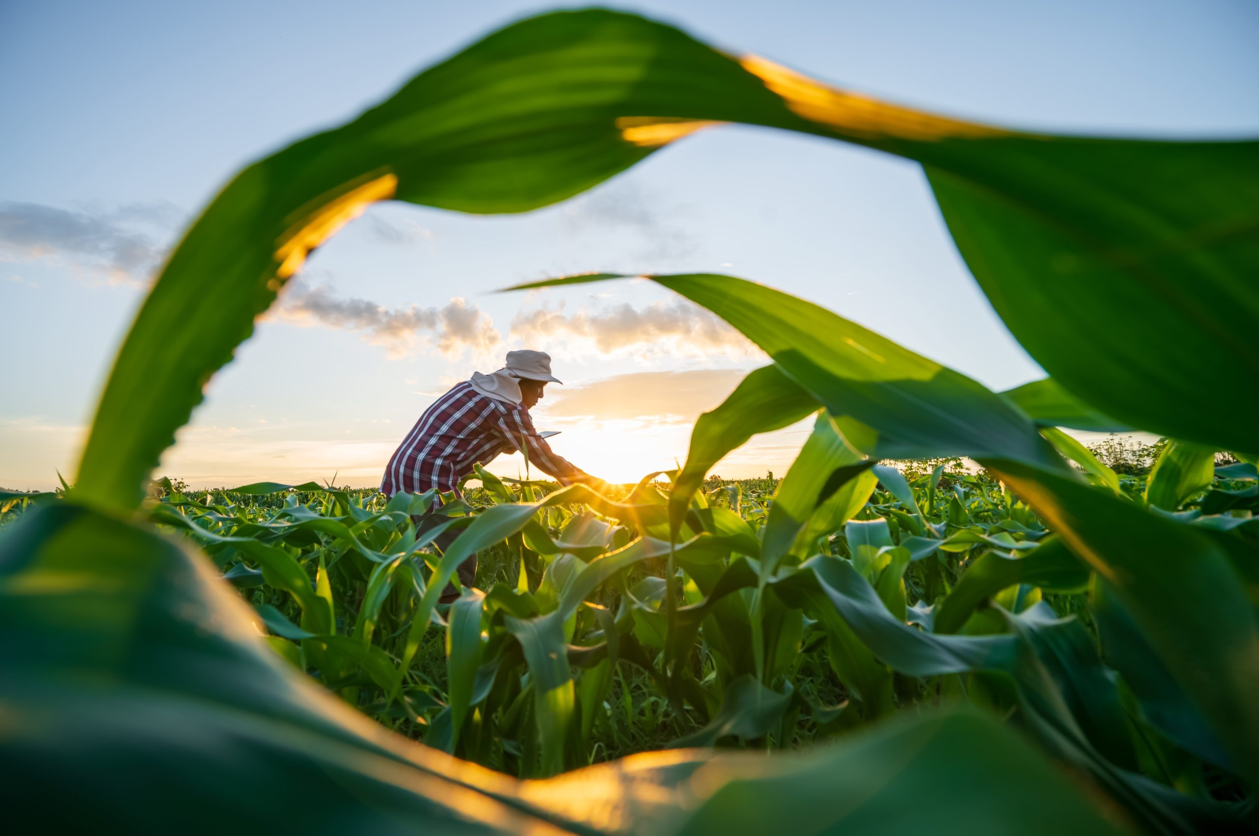 El sector agrícola es uno de los pilares fundamentales de la economía colombiana y su fortalecimiento resulta clave para el desarrollo sostenible del país. Apoyar a los agricultores no solo garantiza la producción de alimentos, sino que también impulsa el empleo, reduce la pobreza rural y contribuye a la seguridad alimentaria nacional.