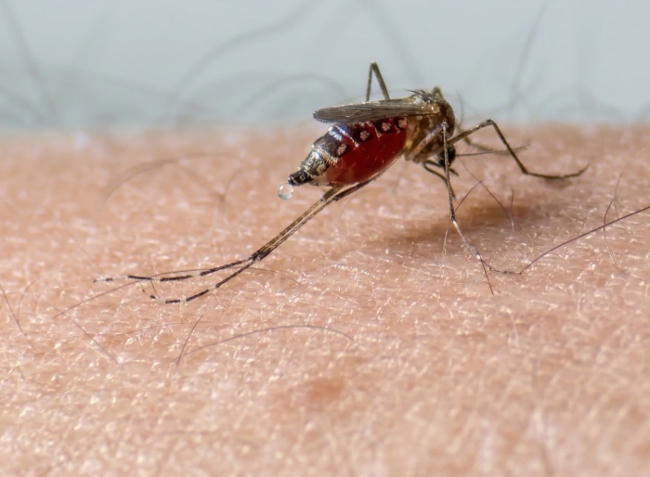 Mosquito- Vacaciones- Dengue-contagio-