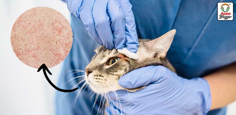 Los perros y gatos son compañeros inseparables para millones de personas en el mundo. Sin embargo, el contacto cercano con las mascotas también puede representar algunos riesgos para la salud si no se mantienen adecuados hábitos de higiene y controles veterinarios periódicos.