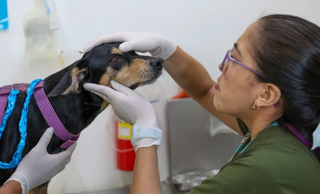 Autoridades alertan por posible aumento de casos de moquillo canino en Cali