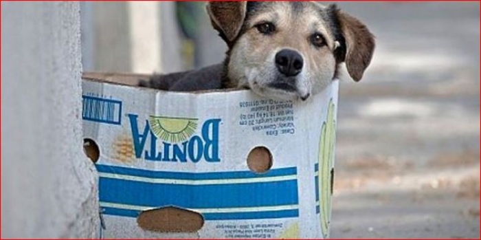 Animales de la Calle- Línea 123- IDPYBA- emergencias veterinarias-