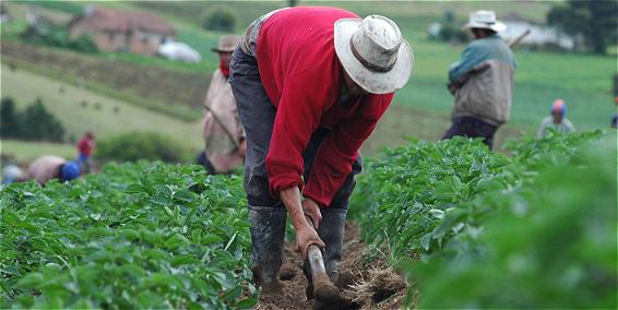 Productores agrícolas del Caribe colombiano enfrentan un panorama desafiante.