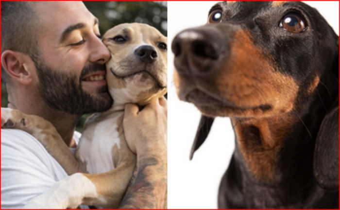 Día Mundial del Perro Adoptado- Gabrica- Expopet- IDPYBA- Adopción-perros- perros en la calle-