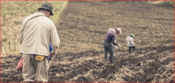 Agricultura- DiaMundialdelaAgricultura- McCain en Colombia- cultivos- tecnología- • Campo Vivo-